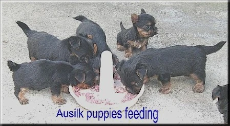 feeding ausilk Yorkshire Terrier puppies3