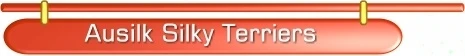 Australian SilkyTerriers Header-baun-0