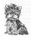 Yorkshire Terrier puppy -B-W